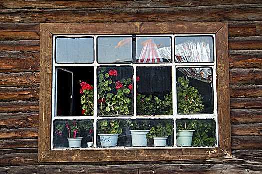 禾木乡风光,窗台上的植物,新疆阿尔泰地区布尔津县