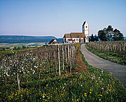 葡萄园,正面,教堂,沙夫豪森,瑞士