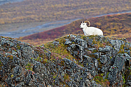 野大白羊,白大角羊,秋色,多彩,德纳里峰国家公园,阿拉斯加,美国