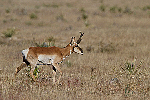 叉角羚,北美叉角羚,进食,草地,靠近,野生动植物保护区,索科罗镇,新墨西哥,美国