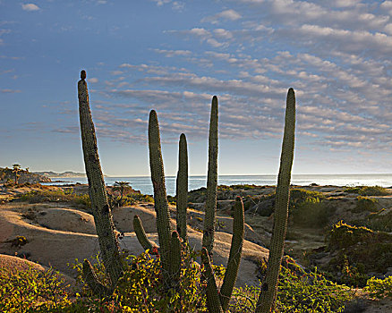 风琴管仙人掌,远眺,湾,下加利福尼亚州,墨西哥