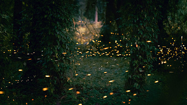 树林间的萤火虫