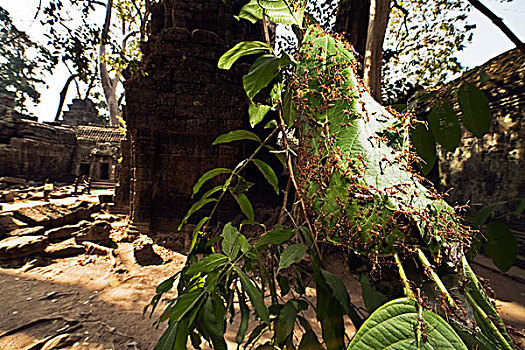 绿色,树,蚂蚁,窝,编织物,叶子,靠近,庙宇,柬埔寨