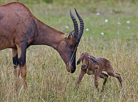 肯尼亚,纳罗克地区,马赛马拉,羚羊,诞生,幼兽,马赛马拉国家保护区
