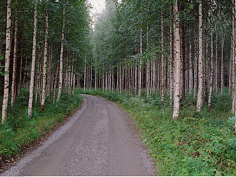 道路,树,芬兰