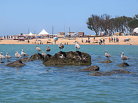 海鸥,坐,石头,正面,海滩,摩洛哥