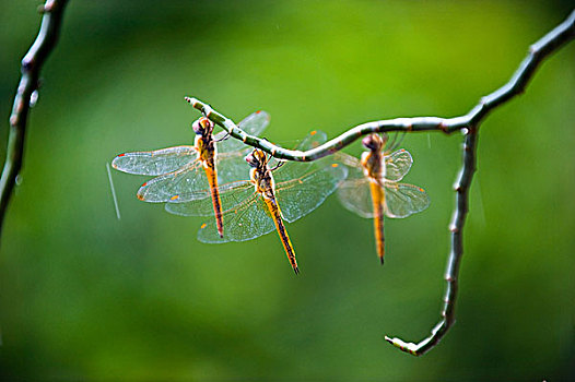 三个,蜻蜓,休息,排列