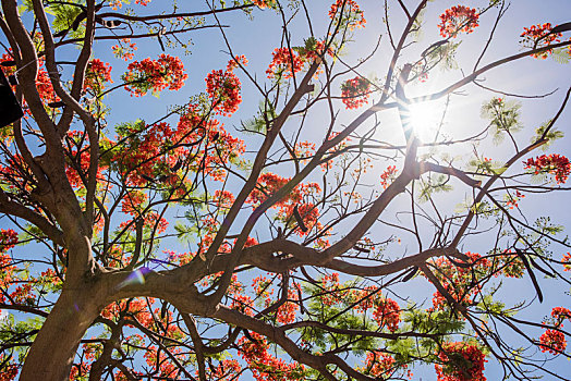 红色,开花树木,檀香山,瓦胡岛,夏威夷