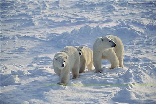 北极熊,母亲,丘吉尔市,曼尼托巴,加拿大
