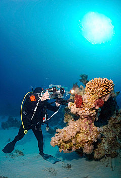 潜水,摄影师,珊瑚礁,红海,埃及,非洲
