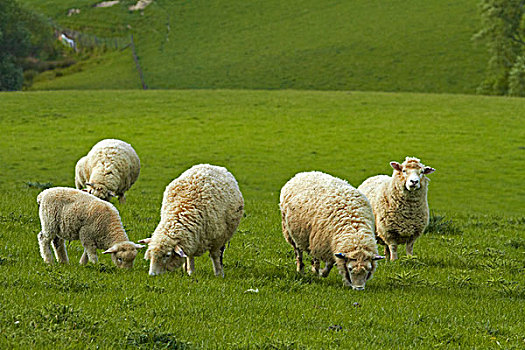 绵羊,靠近,南,奥塔哥,南岛,新西兰