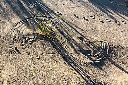 草,沙子,动物脚印