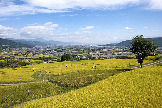 阶梯状,稻田