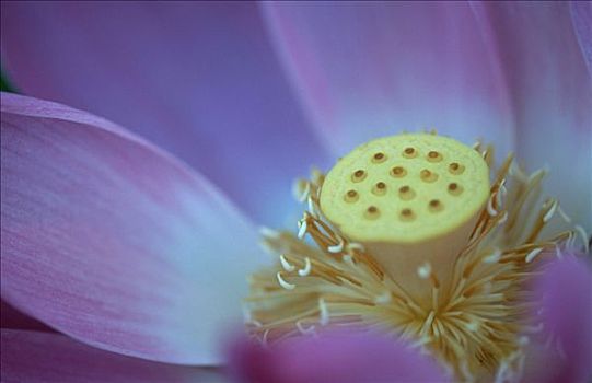 荷花,花,特写,巴厘岛,印度尼西亚,莲