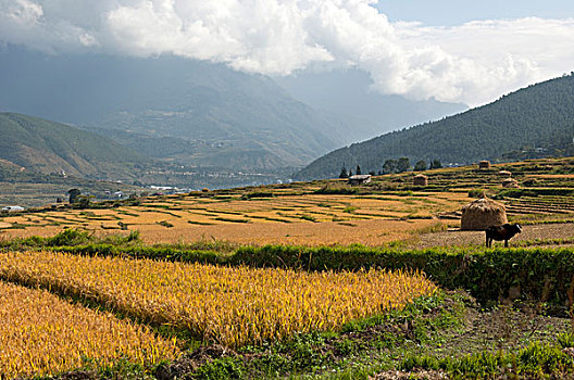 稻田,就绪,丰收,靠近,不丹,南亚,亚洲