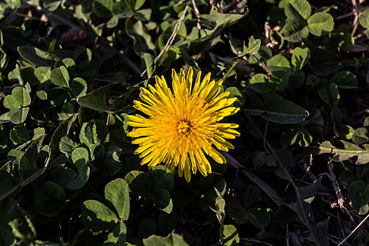 野菊花