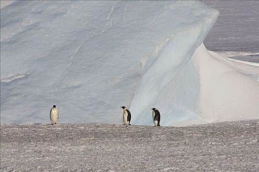 帝企鹅,三个,威德尔海,南极