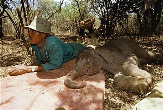 非洲象,看护,卧,荫凉,一个,星期,老,孤儿,东察沃国家公园,肯尼亚