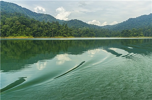 雨林,湖,马来西亚
