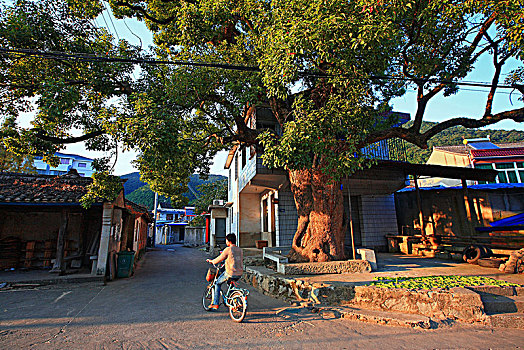 村口,老樟树