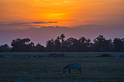 肯尼亚安博西里国家公园日落