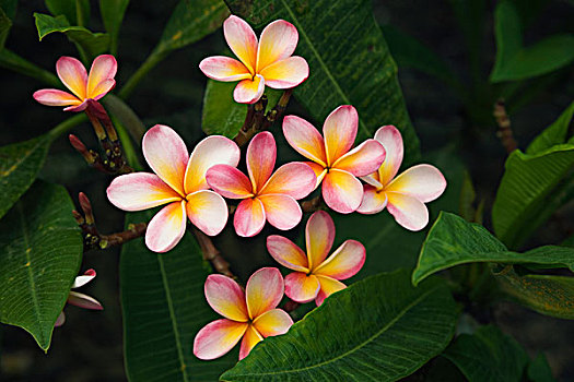 簇,粉色,白色,鸡蛋花,花,枝条,植物园,瓦胡岛,夏威夷,美国