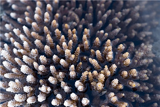 桌面珊瑚,珊瑚
