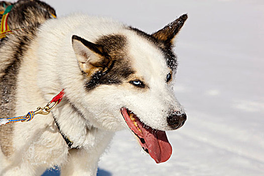 雪橇狗,领着,狗,阿拉斯加,哈士奇犬,喘气,冰冻,育空河,育空地区,加拿大