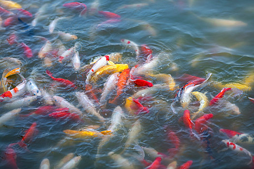 锦鲤庙会玩具锦鲤锦鲤锦鲤锦鲤锦鲤锦鲤锦鲤锦鲤锦鲤鲤鱼跳龙门雕塑