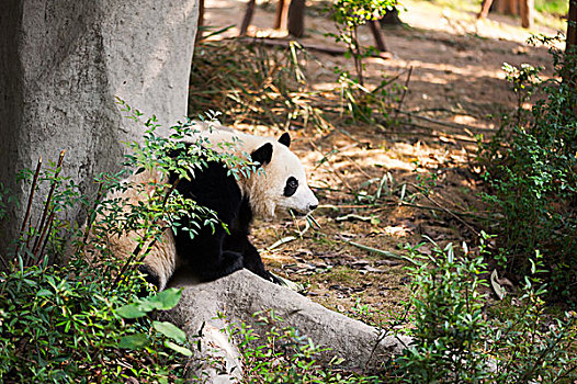 熊猫,大熊猫,竹子