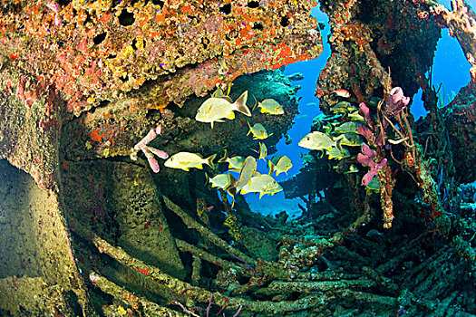 鱼群,鲷鱼,残骸,蒸汽,帆船,飓风,1867年,海岸,盐,岛屿,靠近,托托拉岛,英属维京群岛,加勒比