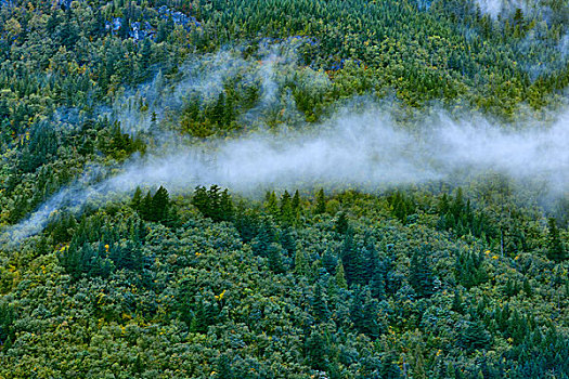 雾,上方,树林,不列颠哥伦比亚省,海岸,山峦,加拿大