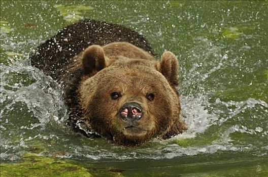 棕熊,浴