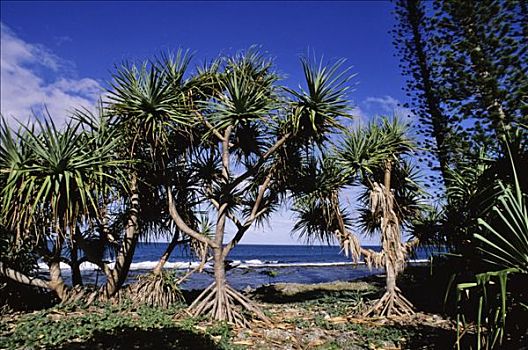 新加勒多尼亚,树,靠近,海岸