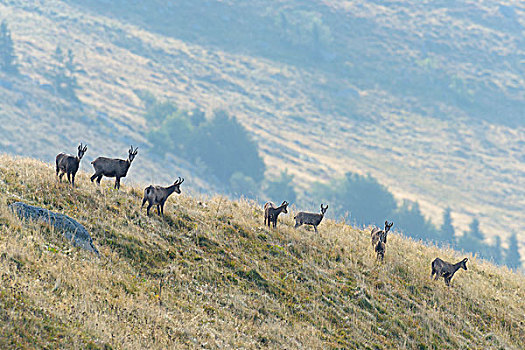 岩羚羊,臆羚,孚日,阿尔萨斯,法国