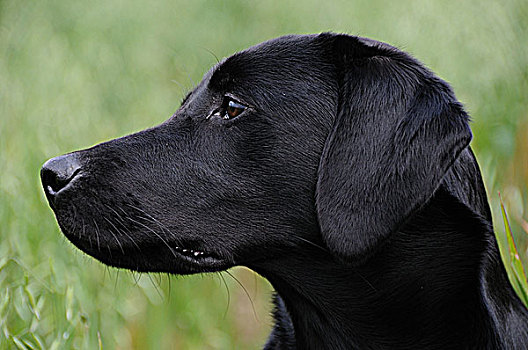 黑色拉布拉多犬,肖像