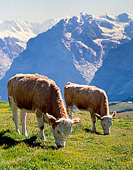 乳业,母牛,瑞士,山