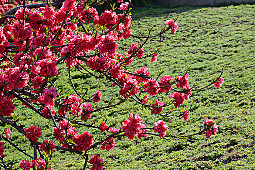 桃花