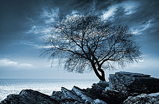 无叶,树,剪影,岩石,海岸,单色调,照片