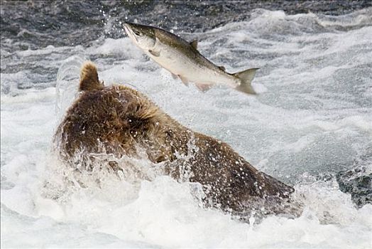 红大马哈鱼,颚部,棕熊,捕鱼,溪流,秋天,卡特麦国家公园,阿拉斯加