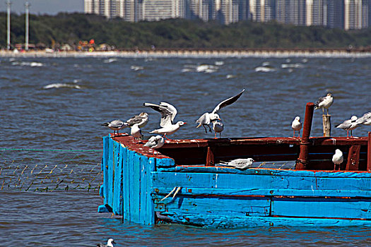 海鸥在渔船上休息