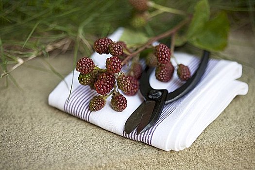 黑莓,嫩枝,大剪刀,抹布