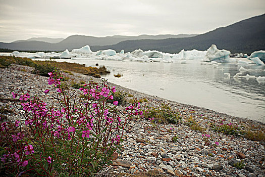 冰山,湾,杂草,岸边,阿拉斯加,美国