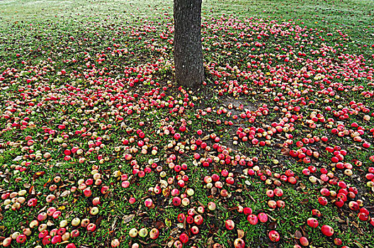 草地,横财,苹果,苹果树