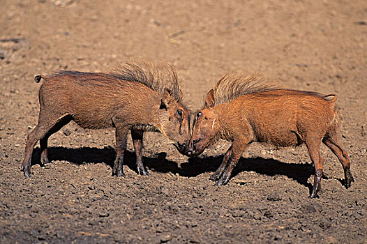疣猪,两个,年轻,玩,姆库泽,游戏,南非,非洲