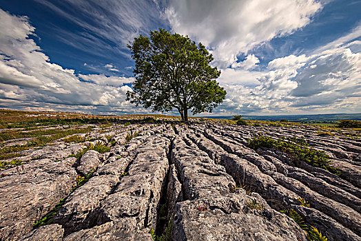 孤木,石灰石,约克郡谷地,北约克郡,英格兰