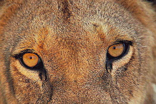非洲狮,狮子,眼睛,南非