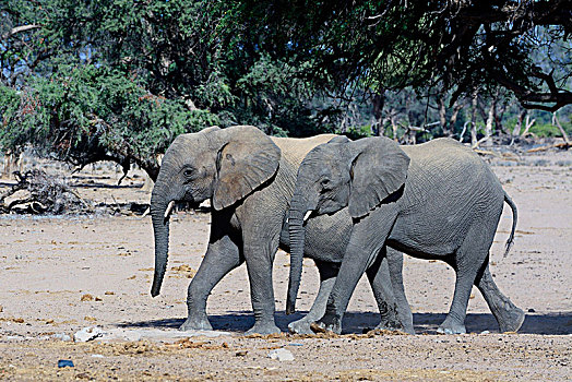 幼兽,非洲象,荒芜,大象,达马拉兰,区域,纳米比亚,非洲