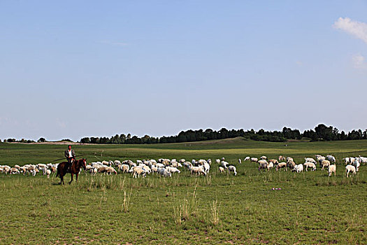 草原,羊群,树木,天空,牧民