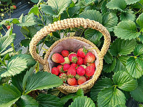 草莓,现采草莓